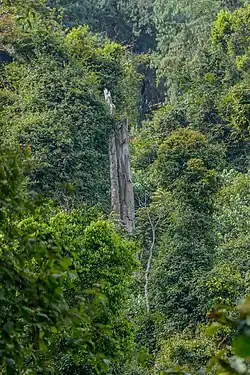 Un grand arbre dans la réserve naturelle de Bururi. Juin 2022.