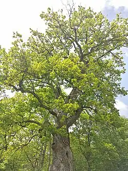 Gros Chêne - Parc national de forêts