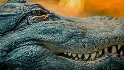 Vue de profil de la gueule d'un alligator, avec les dents bien visibles et des petits points noirs sur le pourtour de la gueule.
