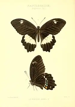 Papilio woodfordi ariel, avers et revers (illustration).