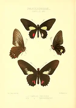 Papilio hyppason f. hippasonides (vue dorsale en bas et vue latérale à gauche)