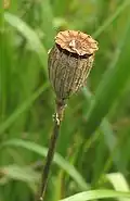 Capsule de coquelicot (Papaver rhoeas).