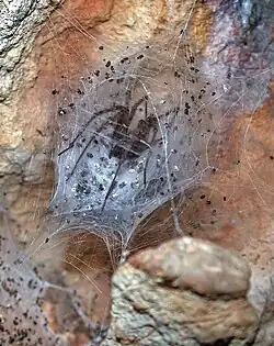 Siagnole : Araignée à l'affut