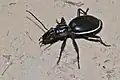 Anthia cinctipennis.