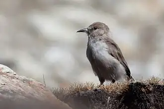 Description de l'image Ground Tit north Sikkim India 16.10.2019.jpg.