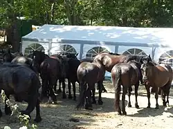 Plusieurs chevaux de Mérens dont la robe noire est décolorée en roux.