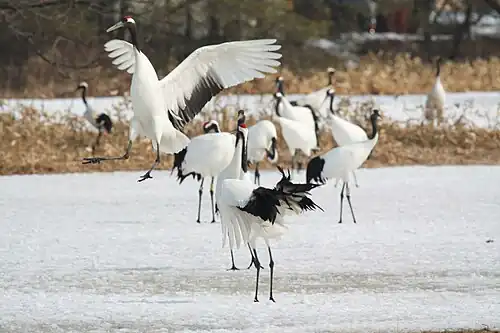Grues du Japon en février 2011.