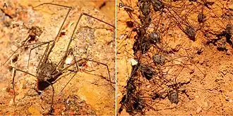 Description de l'image Gryne perlata (10.3897-subtbiol.17.6762) Figure 3.jpg.