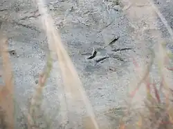 Empreinte d'oiseau dans la vase d'un bassin.