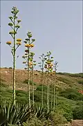 Agaves.