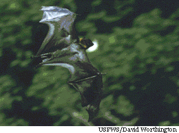 Description de l'image Guam flying fox.gif.