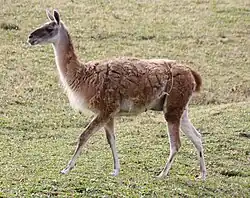 Le guanaco (Lama guanicoe) est un herbivore, il se nourrit d'herbes, feuilles d'arbustes et de diverses plantes.