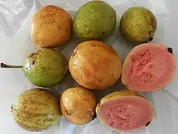 Cueillette de fruits (Cuba).