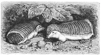 Description de l'image Guertelmaus-drawing.jpg.