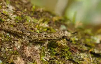 Description de l'image Guibe's Dwarf Day Gecko imported from iNaturalist photo 73649858 on 5 September 2023.png.