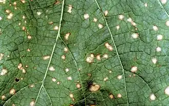 Description de cette image, également commentée ci-après