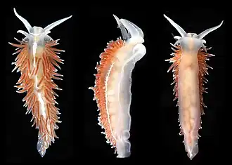 Coryphella monicae.