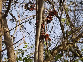 Plante mature grimpante.