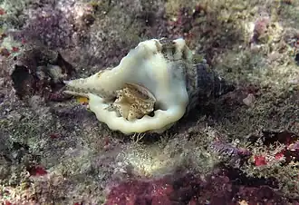 G. muricinum à La Réunion.