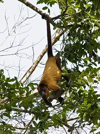 Description de cette image, également commentée ci-après