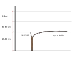 Guyot simple après la taille
