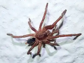 Description de l'image Guyruita cerrado 103690960.jpg.