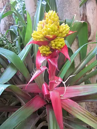 Description de cette image, également commentée ci-après