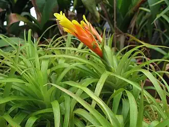 Description de l'image Guzmania angustifolia (TS) 2-02289.jpg.