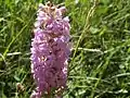 Orchis moucheron, variété avec épi dense densiflora (rare).