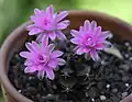 Description de l'image Gymnocalycium anisitsii - pink flower.jpg.