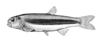 Description de l'image Gymnocharacinus bergii, ilustración.jpg.