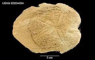 Test de Gymnopatagus magnus (USNM).