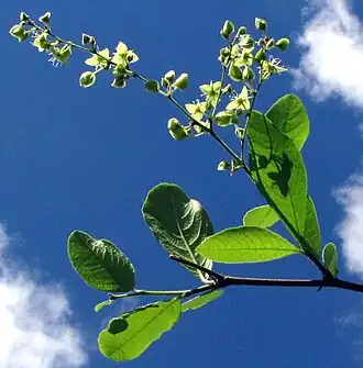 Description de l'image Gymnopodium floribundum.jpg.