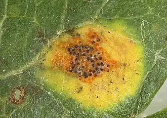 Gymnosporangium confusum sur la feuille d'une Aubépine.