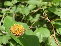 G. globosum sur le fruit d'un Amélanchier.