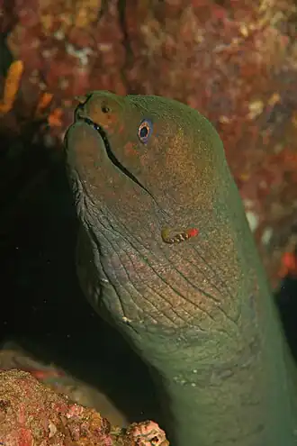 Gymnothorax castaneus