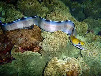 Gymnothorax rueppelliae