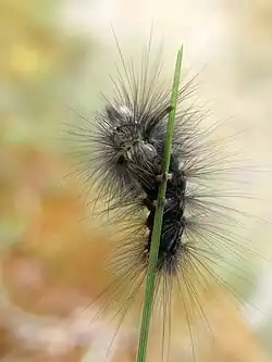 Chenille