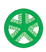 Placentation laminale