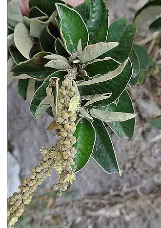 Description de l'image Gynoxys sp. (14136242991).jpg.