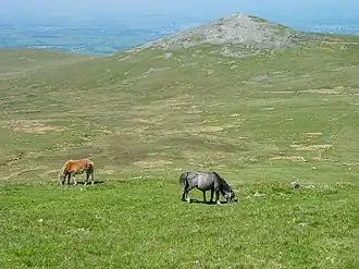 Poneys de Carneddau sur les flancs du mont Drosgl