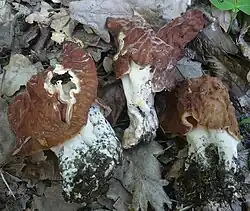 Le Gyromitre fastigié (Neogyromitra grandis)