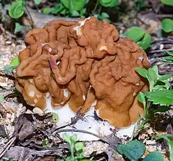 Le Gyromitre géant (Maublancomyces gigas)
