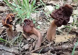 Le Gyromitre à long pied (Gyromitra longipes)