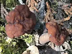 Le Gyromitre vénéneux (Gyromitra venenata)