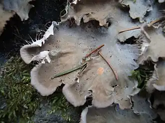 Description de l'image Hávnatka obetkaná - detail.JPG.