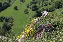 Hélianthème et vulnéraire sur le bord de la corniche