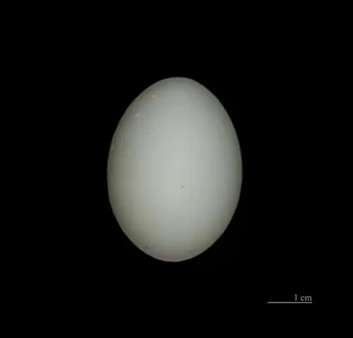 Œuf de Butorides striata – Muséum de Toulouse