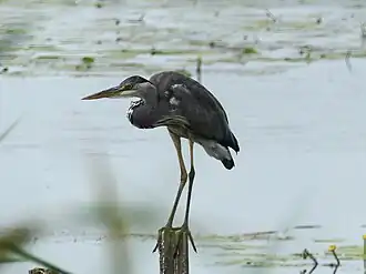 Héron cendré (photo prise à l'étang des Landes).