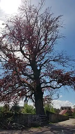 Hêtre pourpre situé à l'angle opposé du domaine. Il est âgé de 210 ans, mesure 4,10&nbsp;mètres de circonférence.